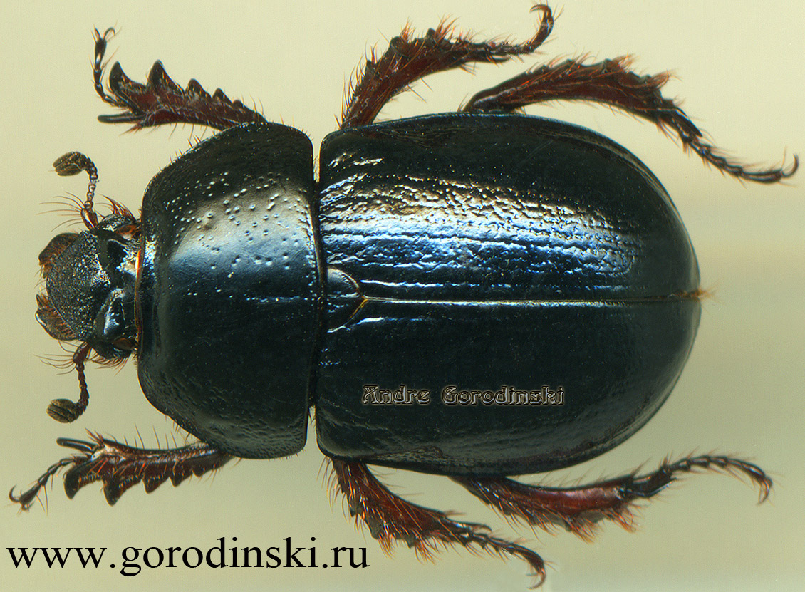 http://www.gorodinski.ru/geotrupes/Odontotrypes rufipes.jpg